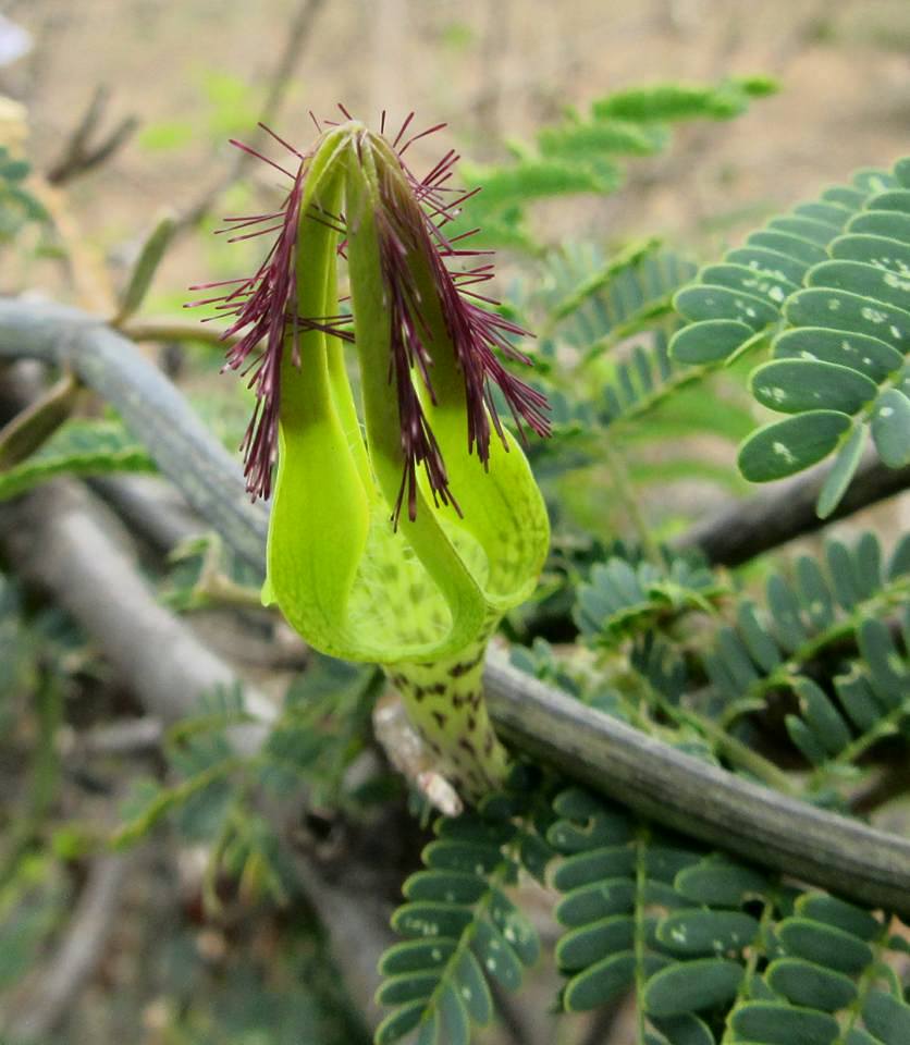 Ceropegia juncea Ceropegia juncea